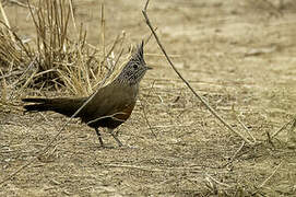 Crested Gallito