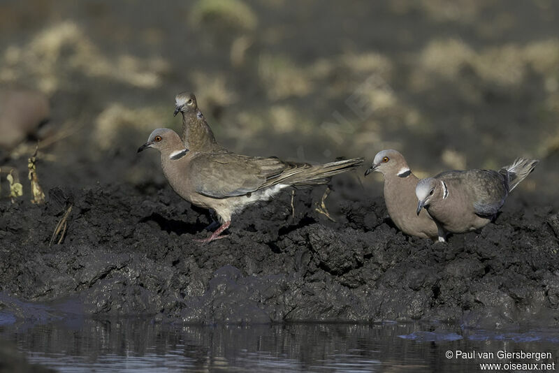 Sunda Collared Doveadult