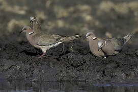 Sunda Collared Dove