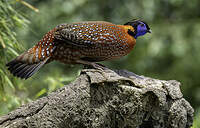 Tragopan de Temminck