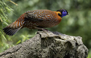 Tragopan de Temminck