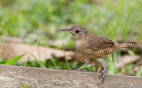 Southern House Wren