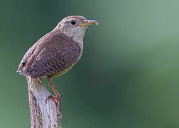 Southern House Wren