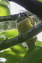 Trogon à nuque rouge