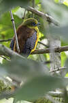 Trogon à poitrine jaune