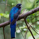 Trogon à queue blanche