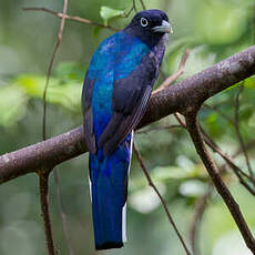 Trogon à queue blanche