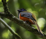 Trogon de Malabar