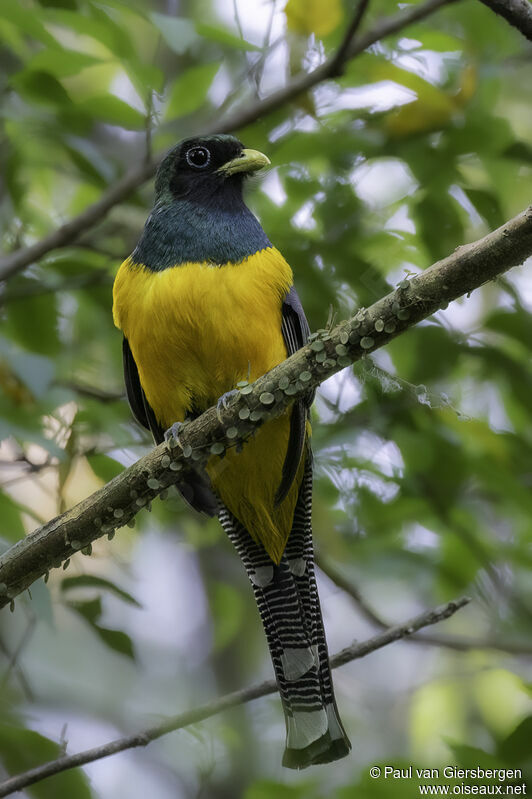 Trogon de Pelzeln mâle adulte