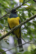 Atlantic Black-throated Trogon