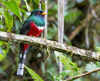 Trogon masqué