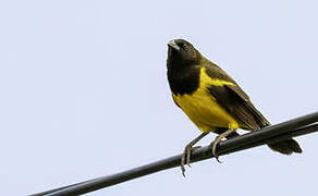 Yellow-rumped Marshbird