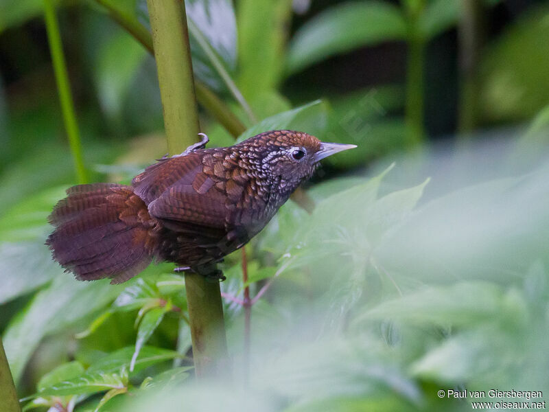 Cachar Wedge-billed Babbleradult