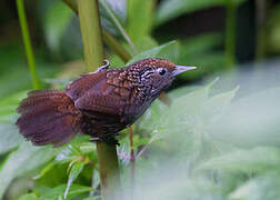 Cachar Wedge-billed Babbler