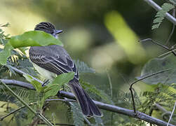 Swainson's Flycatcher