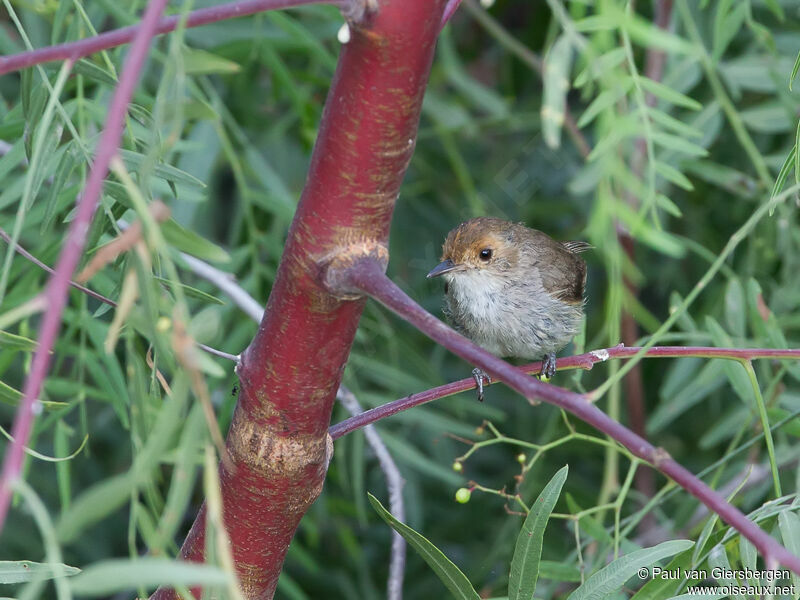 Fulvous-faced Scrub Tyrantadult