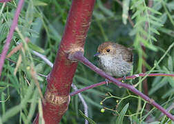 Fulvous-faced Scrub Tyrant