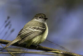 Straneck's Tyrannulet