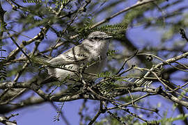 Suiriri Flycatcher