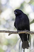 Screaming Cowbird