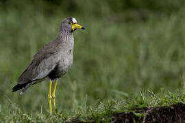 African Wattled Lapwing