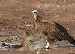 Vautour charognard