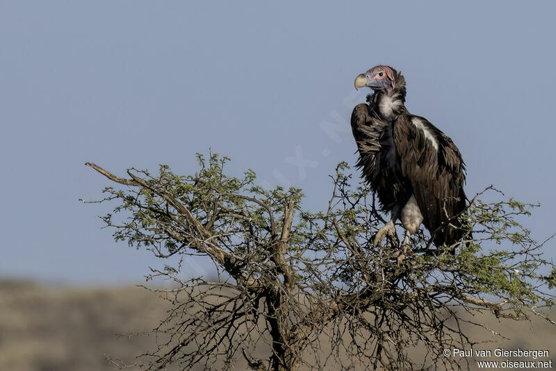 Lappet-faced Vultureadult