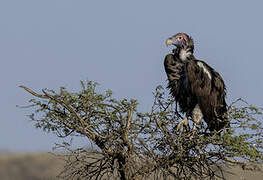 Lappet-faced Vulture