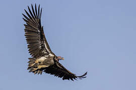 Lappet-faced Vulture