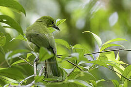 Greater Green Leafbird