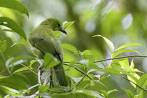 Verdin de Sonnerat