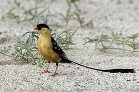 Shaft-tailed Whydah