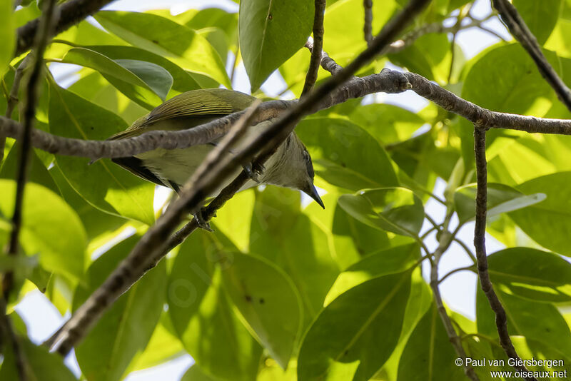 Makira White-eyeadult