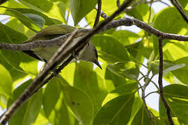 Makira White-eye