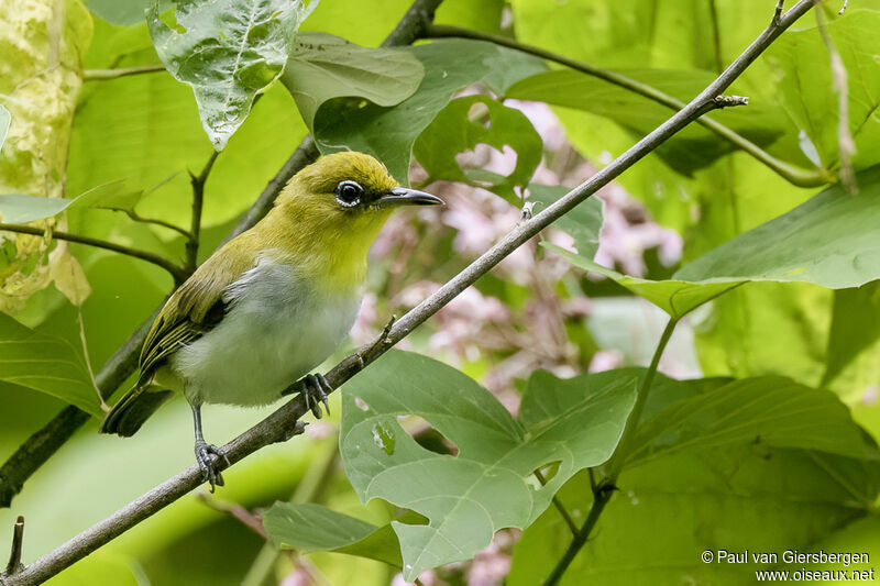 Yellow-throated White-eyeadult