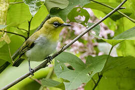 Yellow-throated White-eye