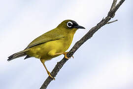 Ranongga White-eye