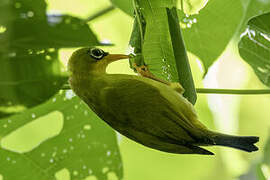 Gizo White-eye