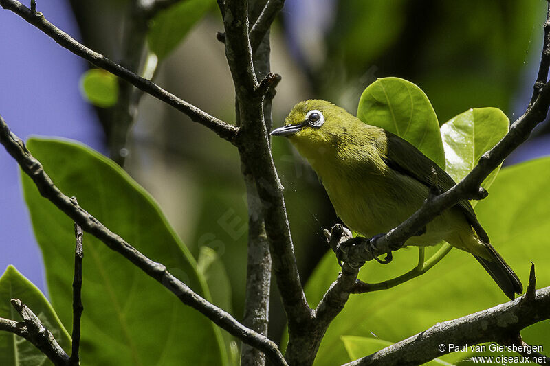 Sangkar White-eyeadult