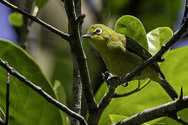 Sangkar White-eye