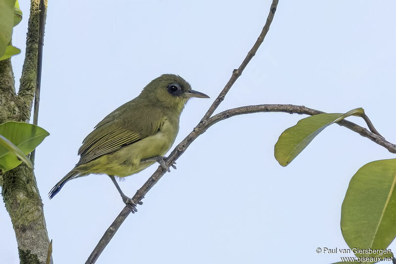 Malaita White-eyeadult