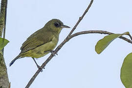 Malaita White-eye