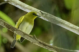 Dark-eyed White-eye