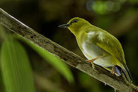 Dark-eyed White-eye