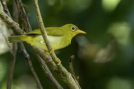 Vella Lavella White-eye