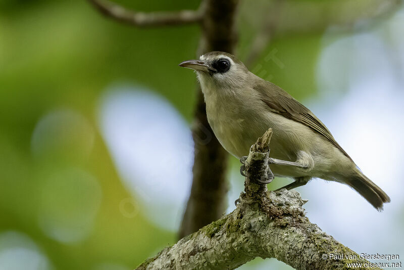 Bare-eyed White-eyeadult