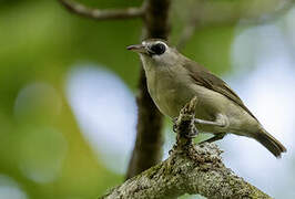 Bare-eyed White-eye