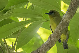 Solomons White-eye