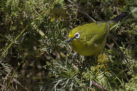 Kafa White-eye