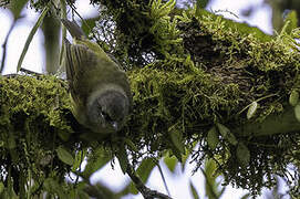 Mees's White-eye